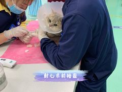 -北京观赏动物医院·24小时大型综合·猫专科·异宠专科