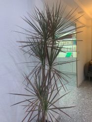 -P.STYLE派斯造型