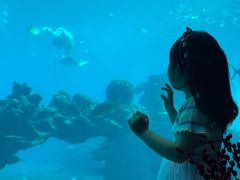 -海棠湾洲际-涛·海底餐厅·美人鱼·自助餐·海底隧道