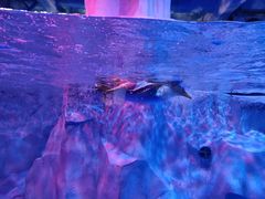 -芜湖新华联大白鲸海洋公园