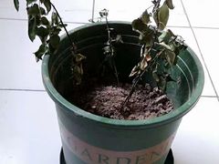 -武汉大学人民医院(首义院区)