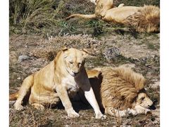 -新疆天山野生动物园