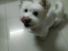 -1013 PET SHOP 宠物商店(近铁城市广场店)