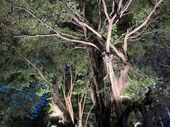 -海心沙亚运公园