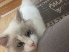 -Pets First伊珊娜洗护·精致美容·家庭式寄养(新会路店)