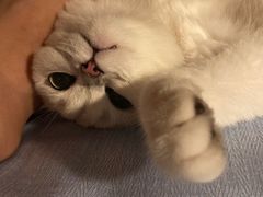 -东方名猫馆·英短金渐层布偶猫舍(环线广场1号楼店)