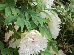 -洛阳市隋唐城遗址植物园