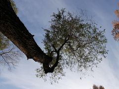 -黑龙江省森林植物园
