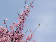 -顾村公园
