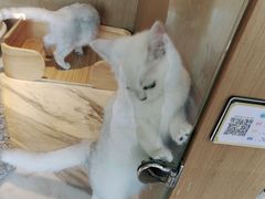 -悠尼宠物·独立低压伊珊娜洗护·美容·寄养(兰谷路店)