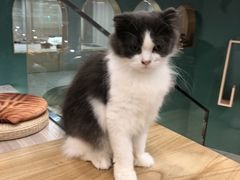 -飞行喵MR PILOT|猫舍·猫咖(静安大融城店)