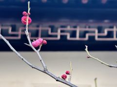 -八大山人梅湖景区