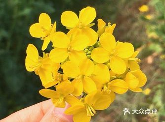 李子树全都开了，但是还不知道什么时候能出去
