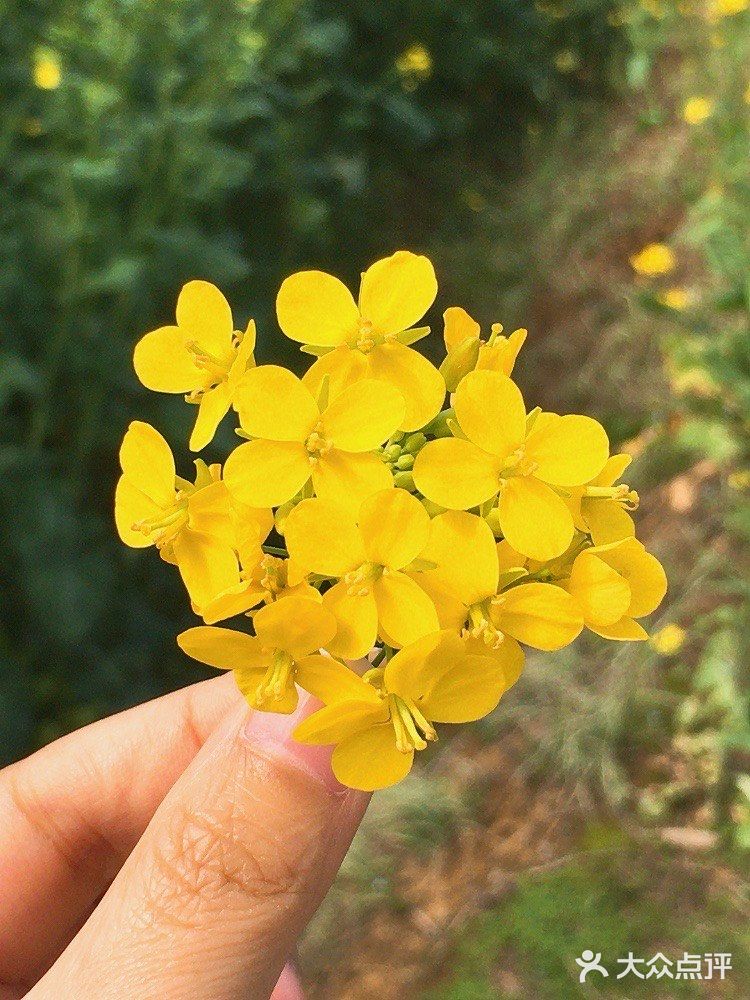 李子树全都开了，但是还不知道什么时候能出去