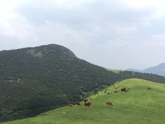 -大姆山草场