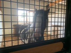 -北京群众马术培训基地