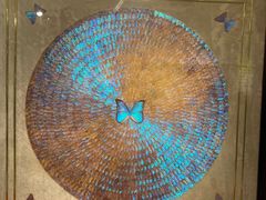 -上海昆虫博物馆