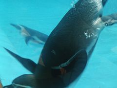 -帝企鹅自助餐厅•儿童岛•真企鹅(长隆企鹅酒店)