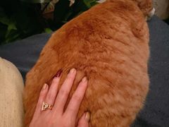 -Sirena海妖日咖夜酒