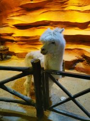 -酷嗒动物文化乐园(cutezoo西溪乐天城店)