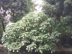 -成都市活水公园