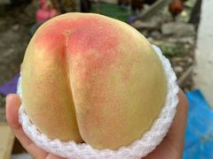 -老袁家蜜桃农场·阳山水蜜桃