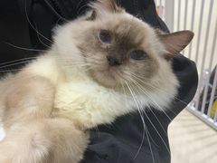 -藏猫猫咖啡主题馆(中央大道店)