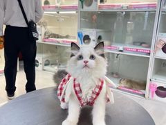 -lincat·猫舍(广州店)