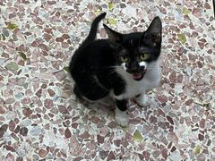 -成发鱼生