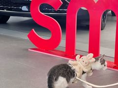 -上海浦东smart汽车全功能店(金桥店)