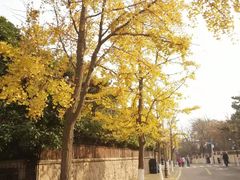 -八大关景区