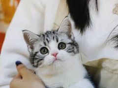 -欣宠猫屋·矮脚拿破仑·蓝金金渐层