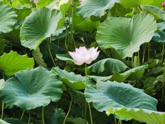-莲花池公园