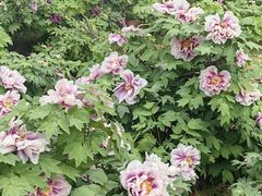 -洛阳市隋唐城遗址植物园