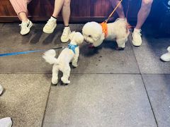 -瑞虹新天地月亮湾