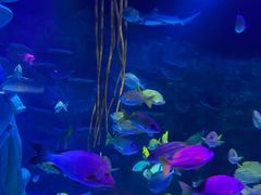 -沈阳海洋探索中心