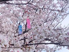 -天王浮山樱花园