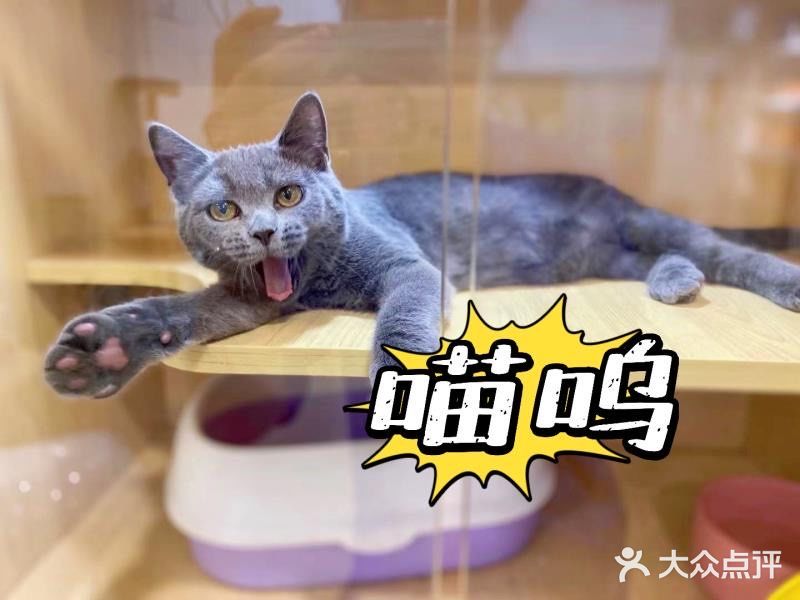 怎么选一家专业放心的宠物店给主子洗澡❓