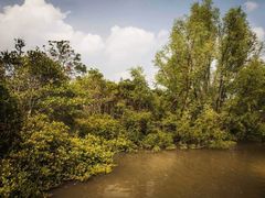 -北海金海湾红树林生态旅游区