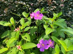 -河源万绿湖美思威尔顿酒店