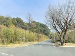 -大唐贡茶院