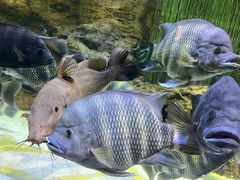 -上海海洋水族馆