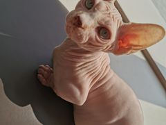 -飞行喵MR PILOT|猫舍·猫咖(静安大融城店)