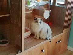 -老吴的猫·猫舍(新区店)