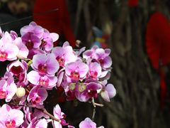 -上海辰山植物园