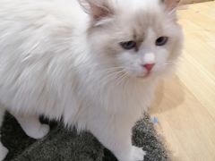 -藏猫猫咖啡主题馆(中央大道店)