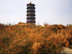 -金塔沙漠胡杨林景区