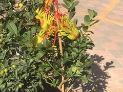 -中环花鸟鱼虫市场