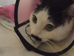 -瑞鹏宠物医院·爱宠堂·骨外专科(西荷分院)