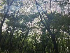 -燕晗山郊野公园